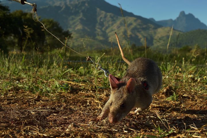 Un rat géant en train de flairer des traces d'explosif dans un centre d'entraînement de l'ONG belge APOPO, le 17 juin 2016, en Tanzanie. (CARL DE SOUZA / AFP)