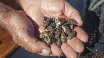 Shellfish collected on the island of Noirmoutier, in Vendée, on April 7, 2023. (SOTTO JEAN-MICHEL / HEMIS.FR / AFP)