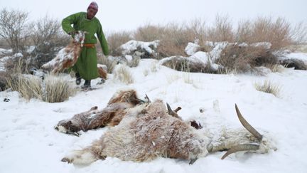 Une carcasse de chèvre victime du dzud en Mongolie en 2016. (DAVAANYAM DELGERJARGAL / EPA)