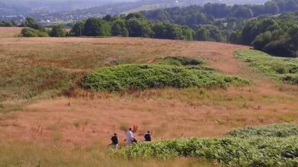 Aux quatre coins du pays, des plantes invasives nuisent à notre écosystème et se développent malgré les efforts des collectivités pour en venir à bout. (FRANCE 3)