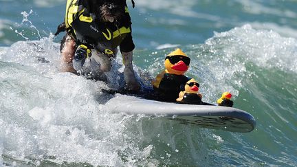 Toby participe au concours annuel de surf pour chiens &agrave;&nbsp;Huntington Beach (Californie, Etats-Unis), le 29 septembre 2013. (FREDERIC J. BROWN / AFP)