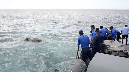 Des membres de la marine du Sri Lanka en train de sauver l'éléphant, au large de Kokkilai (Sri Lanka), sur une photo diffusée le 12 juillet 2017. (SRI LANKAN NAVY)