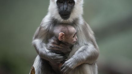 Une femelle langur tient dans les bras son b&eacute;b&eacute; au zoo de Berlin (Allemagne), le 21 fv&eacute;rier 2014. (JOHANNES EISELE / AFP)