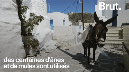 Des images révélées par l’ONG Peta ont permis de rendre compte de la maltraitance dont sont victimes les ânes sur l’île de Santorin, en Grèce.