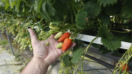 Les agriculteurs&nbsp;ont souvent recours aux travailleurs saisonniers pour ramasser les fraises,&nbsp;les cerises,&nbsp;les abricots&nbsp;et encore les&nbsp;asperges. Photo d'illustration. (CHRISTIAN WATIER / MAXPPP)