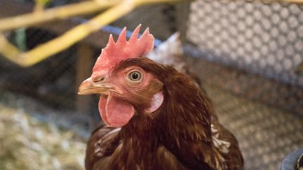 Une poule au Salon de l'Agriculture. Photo d'illustration. (MAUD LEVESQUEAU / RADIO FRANCE)