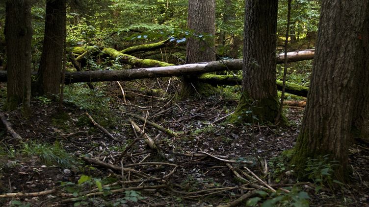 Environnement Un Scientifique Veut Creer Une Foret Geante En Europe