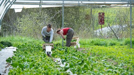 Des cultivatrices à Tremereuc, en Bretagne, le 6 avril 2020. (LOLA LOUBET / HANS LUCAS)