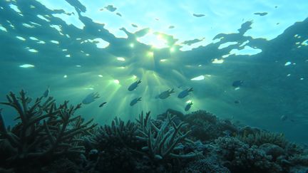 Un récif du Pacifique Sud. (Jonathan Lancelot - Fondation Tara Ocean)