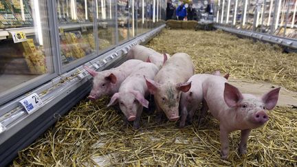 Des porcs dans un supermarch&eacute; lors d'une action d'&eacute;leveurs de la FDSEA protestant contre les prix bas, &agrave; Rennes (Ille-et-Vilaine), le 7 f&eacute;vrier 2015. (DAMIEN MEYER / AFP)