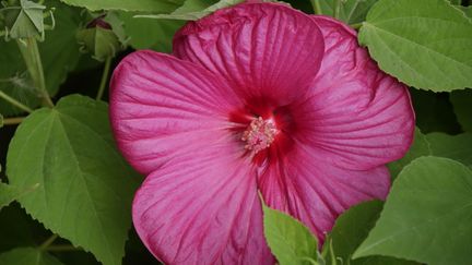 Une fleur d'hibiscus des marais (Hibiscus moscheutos). (ISABELLE MORAND / RADIO FRANCE / FRANCE INFO)