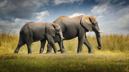 Deux éléphants dans la réserve de Chobe au Bostwana. (ALBERTO GHIZZI PANIZZA / BIOSPHOTO)