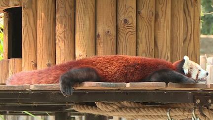 Canicule : les astuces des soigneurs pour rafraîchir les animaux du zoo (France 3)