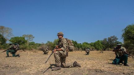 des rangers quadrillent le parc national de Liwonde, accompagnés de soldats de l'armée britannique qui leur prodiguent de précieux conseils pour lutter contre les trafiquants. Ces derniers leur enseignent des techniques militaires adaptées à la protection de la faune. (Amos Gumulira / AFP)