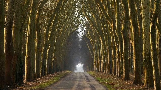 L'allée de tilleuls d’Heudicourt dans l’Eure, point de départ du projet 
 (Gothique frémissant)