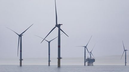 Le premier parc éolien offshore français, au large de Saint-Nazaire (Loire-Atlantique), le 13 août 2022.&nbsp; (CAROLINE PAUX / HANS LUCAS / AFP)