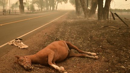 Sur le bas-c&ocirc;t&eacute; de la route, un cheval mort, &agrave; Middletown, en Californie, le 13 septembre 2015. (JOSH EDELSON / AFP)