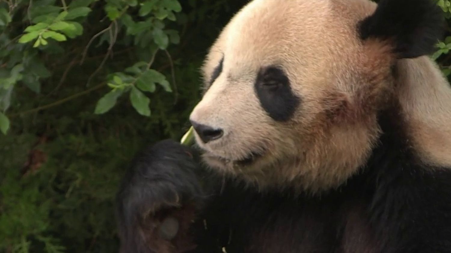 Animaux Le Panda Géant Fait Ses Adieux Au Zoo De Beauval