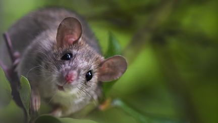 Un rat noir en Auvergne, en mars 2019. (MONIQUE MORIN / BIOSPHOTO / AFP)