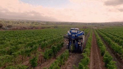 Une baisse de 18% de la production de vin sur un an est attendue cette année. La météo en est la principale cause, comme l'illustre l'Aude.