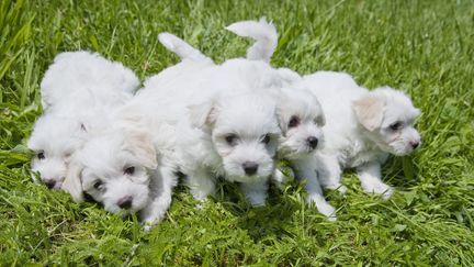 Des bichons jouant dans l'herbe en France. (CLAUDIUS THIRIET / BIOSPHOTO / AFP)