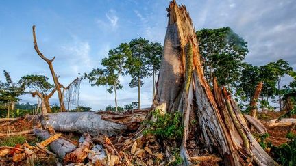 Déforestation en Côte d'Ivoire. (Mighty Earth)