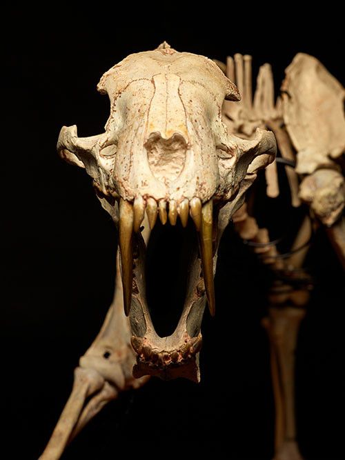 Le squelette&nbsp;du&nbsp;tigre à dents de sabre, vendu aux enchères à Genève, le 8 décembre 2020. (PIGUET / HÔTEL DES VENTES)