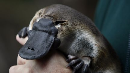 Un ornithorynque présenté le 8 mai 2008 dans un refuge à Melbourne (Australie). (MICK TSIKAS / REUTERS)