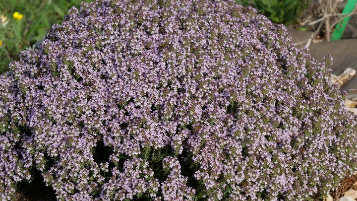 La variété 'Duftkissen' est particulièrement florifère.&nbsp; (ISABELLE MORAND / RADIO FRANCE / FRANCE INFO)