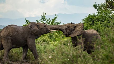 Eléphants dans le parc national de Murchison Falls, en Ouganda. (DAVID FETTES / CULTURA CREATIVE /AFP)