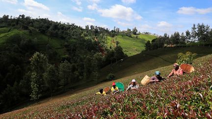 Le thé pourpre est principalement cultivé dans les collines de Nandi et autour du mont Kenya à une altitude comprise entre 1400 et 2300 mètres. Il s'agit d'un thé qui offre des caractéristiques hors du commun, car il pousse dans les mêmes conditions qu'un thé vert classique, mais présente une grande résistance à la gelée, à la sécheresse et aux insectes nuisibles. Il provient initialement de deux cépages, Camellia sinensis var. assamica et Camellia sinensis var. sinensis, associé à une troisième variété, Camellia sinensis var. Kitamura.&nbsp; &nbsp; &nbsp; &nbsp; (REUTERS/THOMAS MUKOYA)