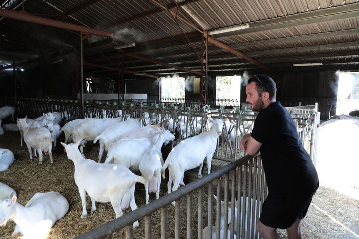 L'éleveur Samuel Baudoin et ses chèvres, le 14 juin 2022, à Mauzé-sur-le-Mignon (Deux-Sèvres). (THOMAS BAIETTO / FRANCEINFO)