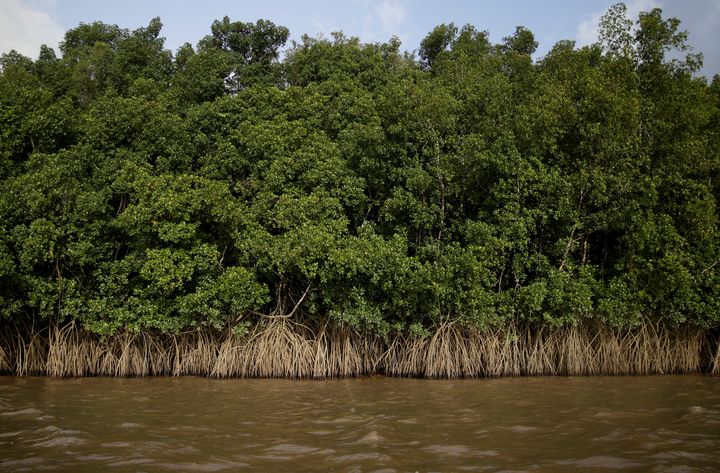 La mangrove envahit les rives de la rivière Oyapock, dans l'embouchure de l'Amazone, le 3 avril 2017, à la frontière entre le Brésil et la Guyane française. (RICARDO MORAES / REUTERS)