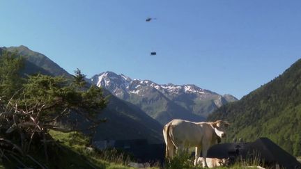 Dans les Pyrénées, les éleveurs béarnais préparent les estives de leurs troupeaux. (France 3)