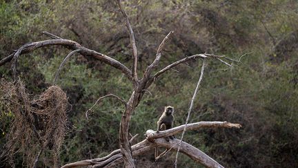 Un babouin fait la sentinelle.&nbsp; &nbsp; (ABDULMONAM EASSA / AFP)