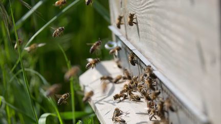 L'hiver 2018 a été particulièrement meurtrier pour les abeilles (illustration). (NICOLAS KOVARIK / MAXPPP)