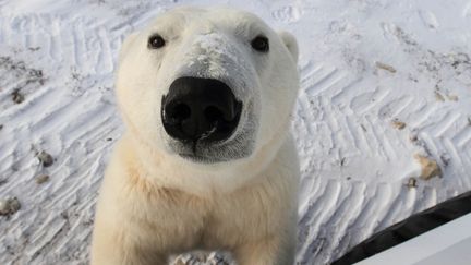 Un ours polaire s'approche du&nbsp;Tundra Lodge Rolling Hotel &agrave; Manitoba (Canada), un h&ocirc;tel roulant qui permet aux touristes de s&eacute;journer aux milieu de ces mammif&egrave;res, comme l'explique le Daily Mail (en anglais). (BRAD JOSEPHS / MERCURY PRESS / SIPA)