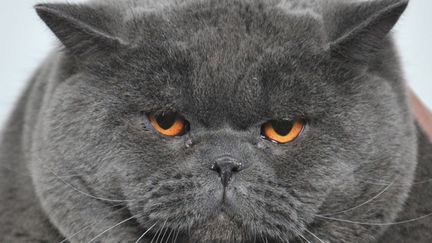 Ce british shorthair est pr&eacute;sent&eacute; durant l'exposition f&eacute;line de Bichkek (Kirghizistan), le 16 f&eacute;vrier 2013. (VYACHESLAV OSELEDKO / AFP)