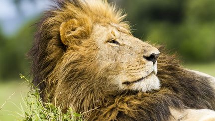 Contrairement au Kenya, o&ugrave; ce lion d'Afrique a &eacute;t&eacute; photographi&eacute;, le Gabon ne compte plus de lion sauvage depuis 1996. Mais un m&acirc;le a r&eacute;cemment &eacute;t&eacute; observ&eacute;,&nbsp;dans le parc national des plateaux Bat&eacute;k&eacute;, dans le sud-est du pays. (MICHEL DENIS-HUOT / HEMIS.FR / AFP)