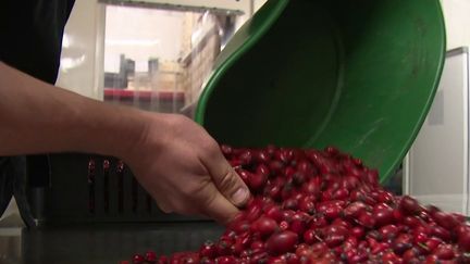 Alimentation : le cynorrhodon ou "poil à gratter", un fruit plus doux qu'on ne le croit