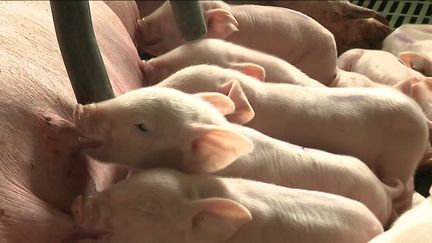 Peste porcine : création d'une zone blanche