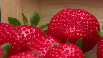 Gastronomie : la saison des fraises est prometteuse