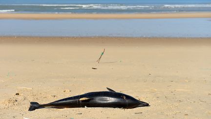 Depuis décembre 2022, 400 cadavres de dauphins ont été retrouvés sur la côte atlantique française, surtout dans le golfe de Gascogne. (NICOLAS TUCAT / AFP)