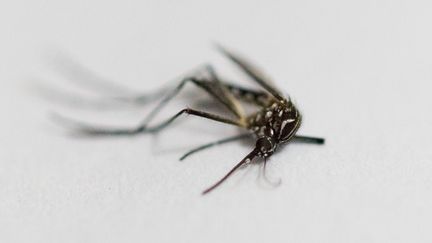 Un moustique Aedes aegypti, transmetteur de la dengue, du chikungunya et du virus Zika, photographié à Sao Paulo (Brésil), le 4 mars 2016. (WILLIAM VOLCOV / BRAZIL PHOTO PRESS / AFP)