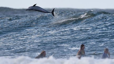 Un dauphin saute hors de l'eau devant des surfeurs au large de&nbsp;Snapper Rocks (Australie), le 23 f&eacute;vrier 2015. (MATT ROBERTS / GETTY IMAGES)