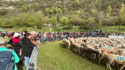 Lot : à Rocamadour, le spectacle de la transhumance a débuté