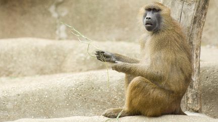 Les chercheurs marseillais ont appris des mots &agrave; des babouins de Guin&eacute;e (Papio papio) comme celui-ci. (MICHÈLE CONSTANTINI / ALTOPRESS / PHOTOALTO / AFP)