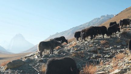 Inde : les éleveurs de l'extrême de l'Himalaya