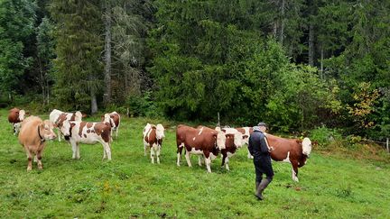 A herd and its breeder, in the Jura. (ALAIN GASTAL / FRANCE INFO / RADIOFRANCE)