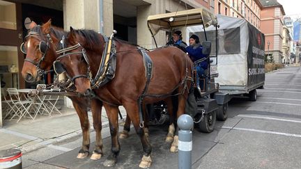 Ces chevaux de race Franches-Montagnes tirent la calèche et la cariole remplie de sapins. (F3 Alpes)